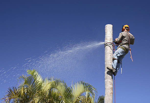 How Our Tree Care Process Works  in  Warren, OH