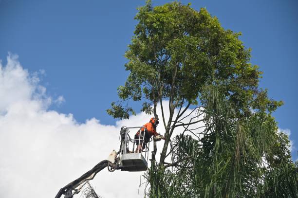 Best Stump Grinding and Removal  in Warren, OH